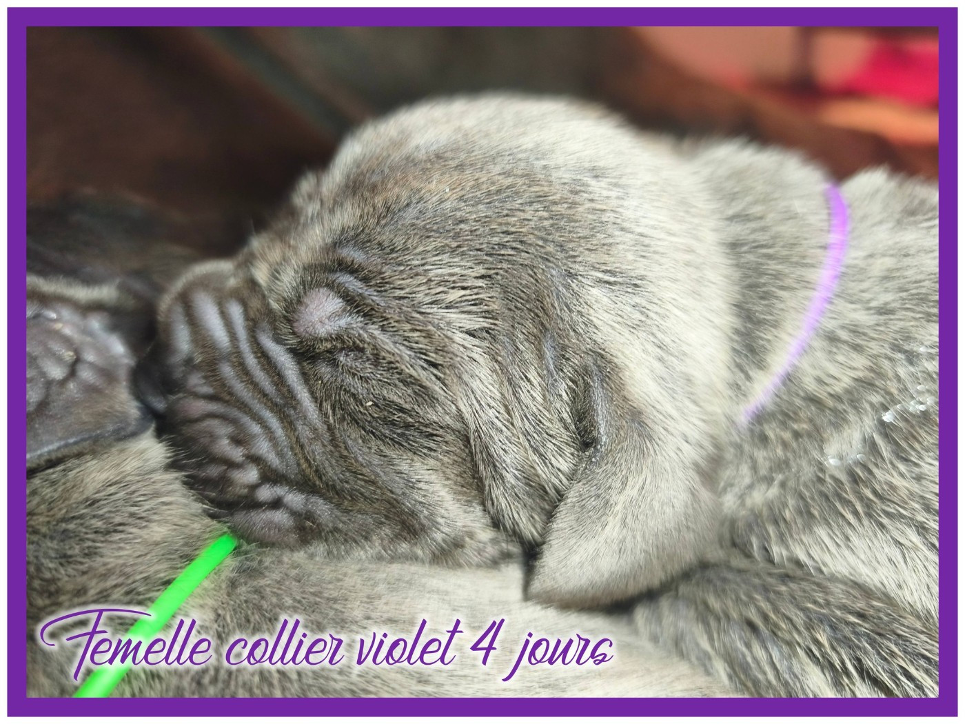 de la Lande des Géants Bleus - Chiots disponibles - Dogue allemand