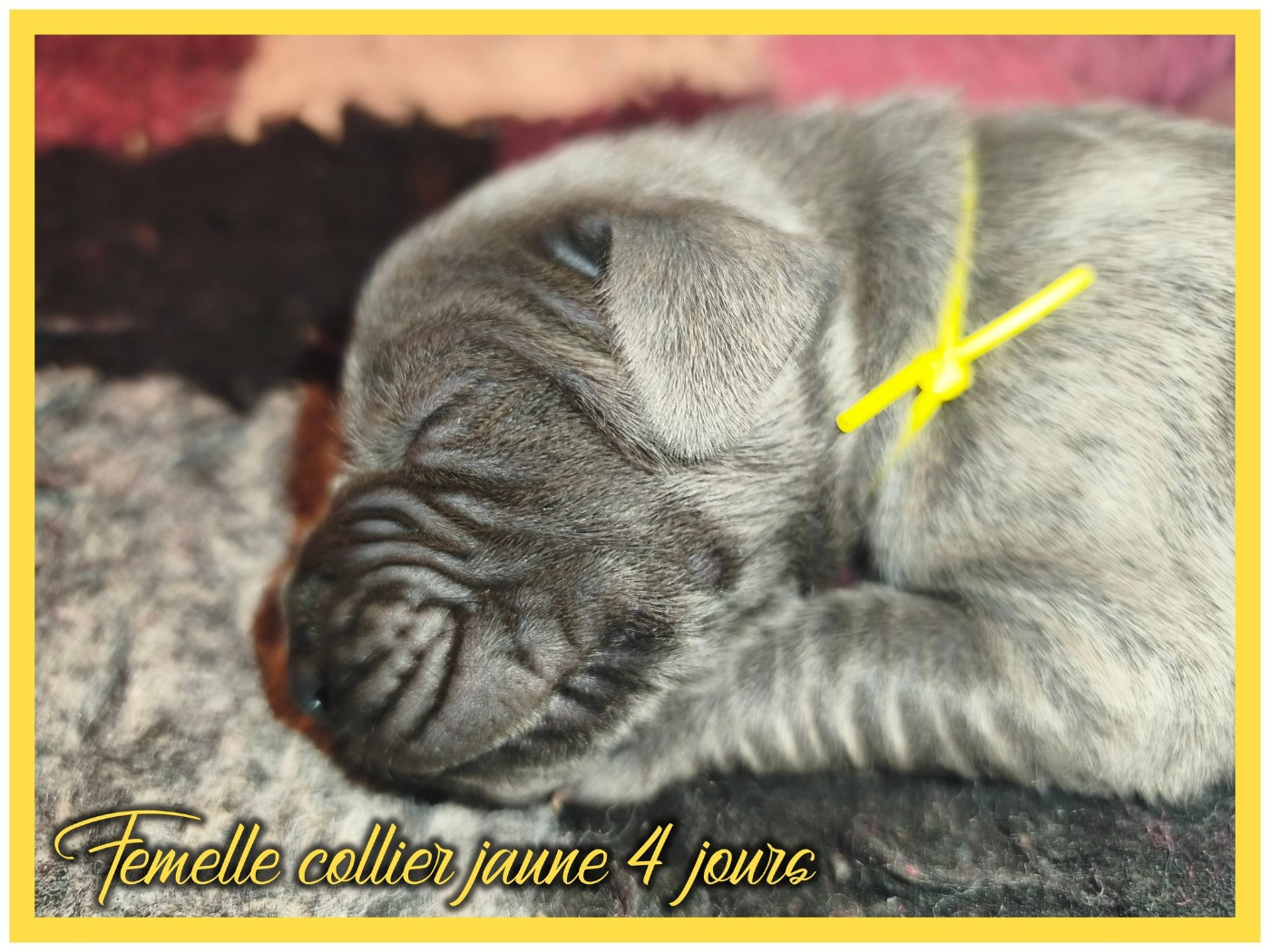 de la Lande des Géants Bleus - Chiots disponibles - Dogue allemand