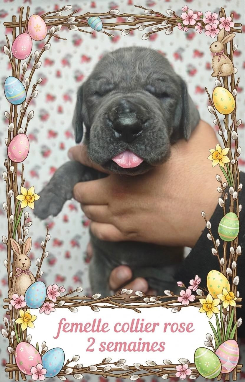 de la Lande des Géants Bleus - Chiots disponibles - Dogue allemand