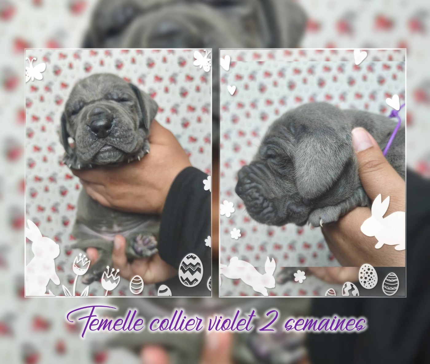 de la Lande des Géants Bleus - Chiots disponibles - Dogue allemand