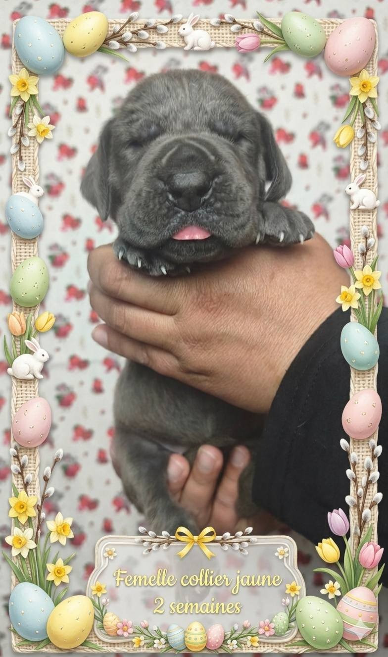 de la Lande des Géants Bleus - Chiots disponibles - Dogue allemand