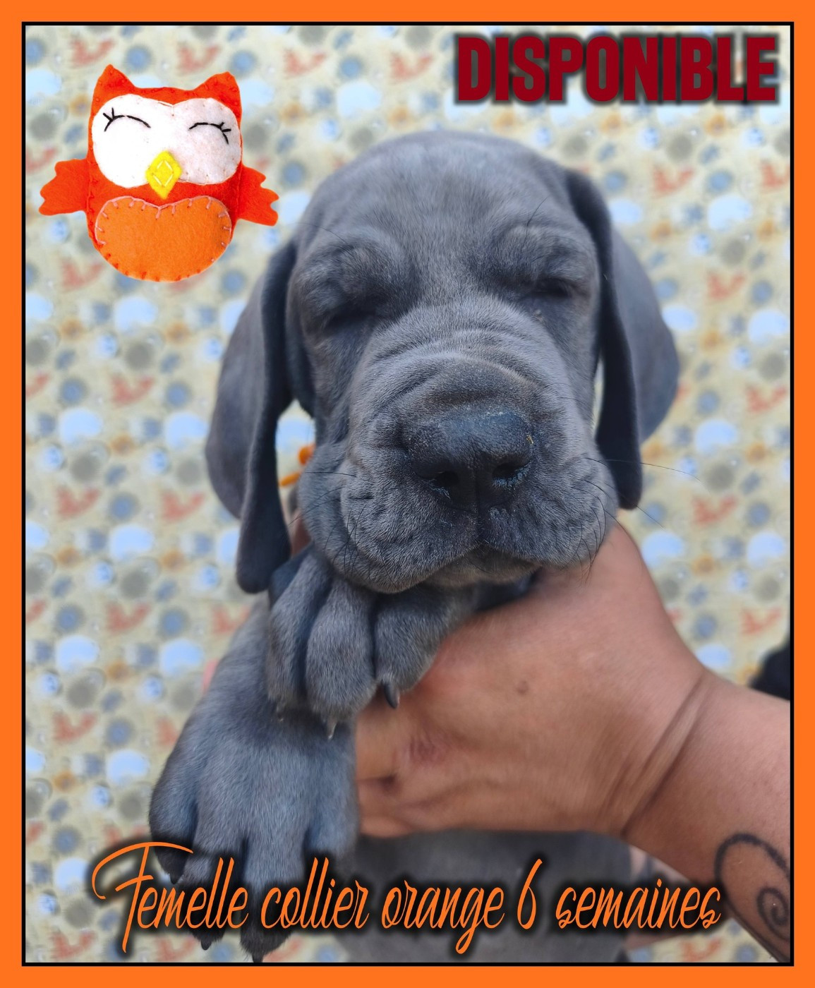 de la Lande des Géants Bleus - Chiots disponibles - Dogue allemand
