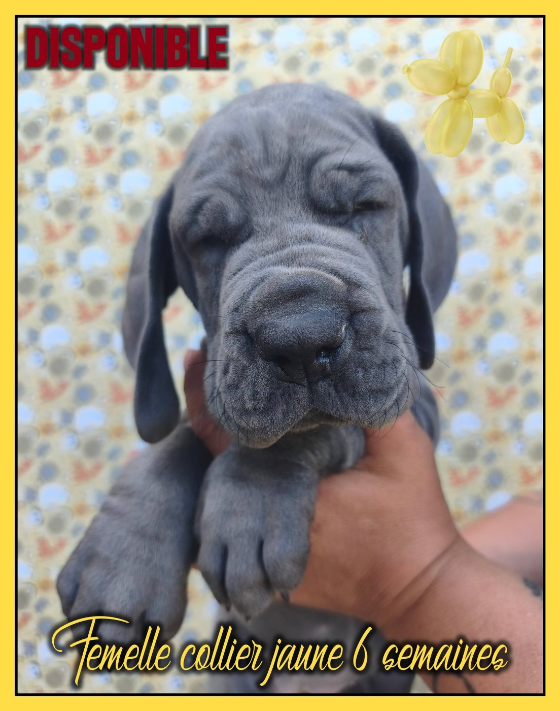 de la Lande des Géants Bleus - Chiots disponibles - Dogue allemand