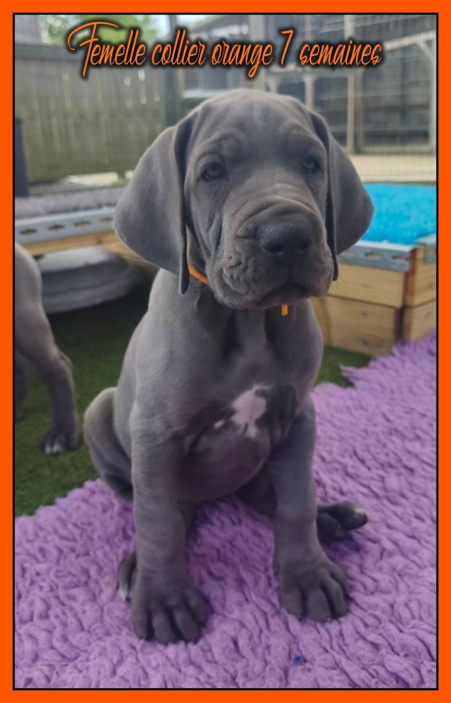 de la Lande des Géants Bleus - Chiots disponibles - Dogue allemand