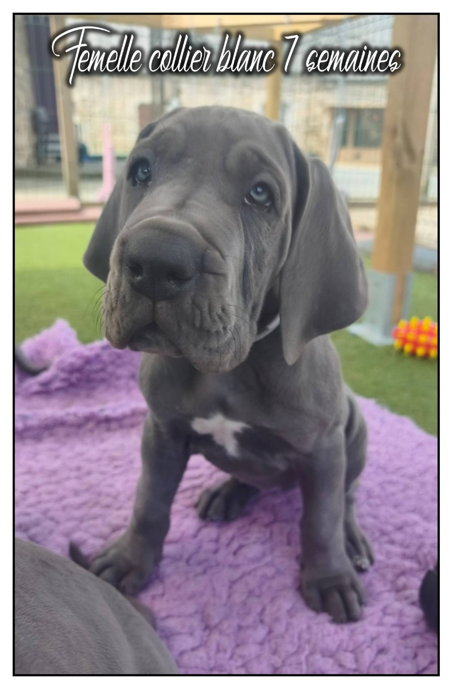 de la Lande des Géants Bleus - Chiots disponibles - Dogue allemand