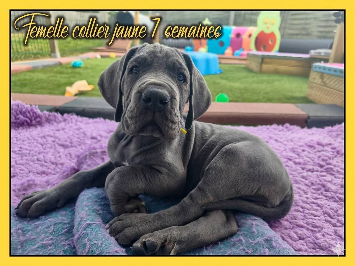 de la Lande des Géants Bleus - Chiots disponibles - Dogue allemand
