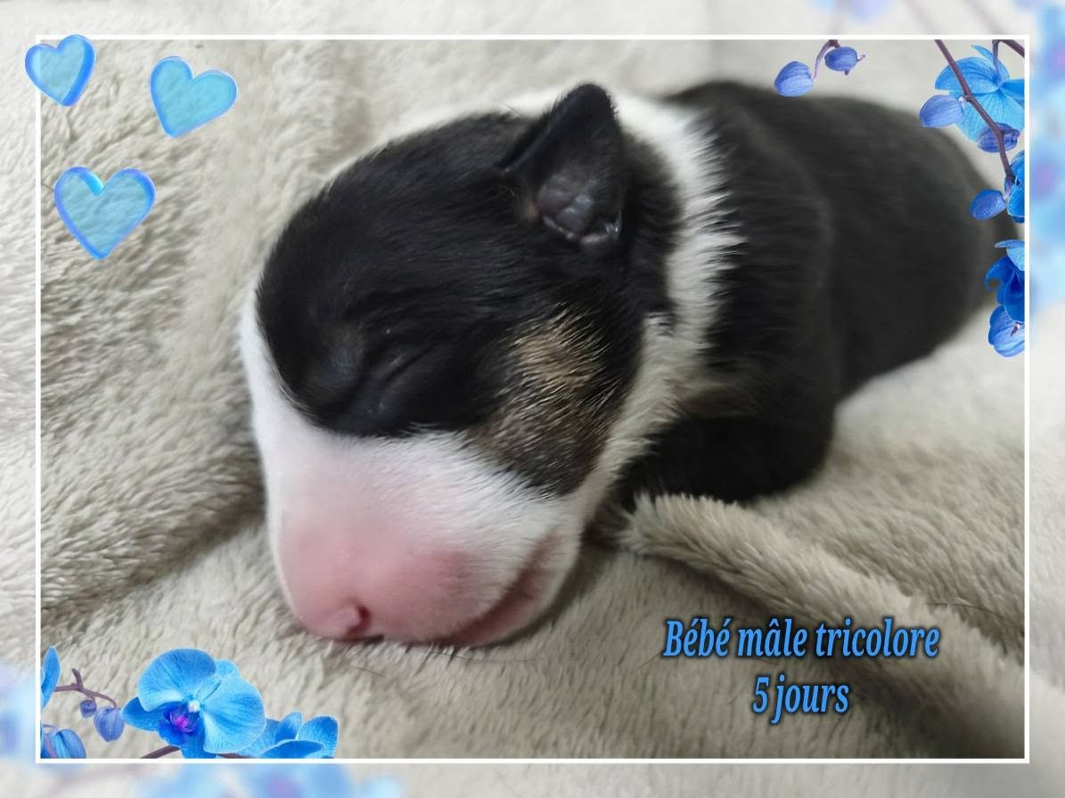de la Lande des Géants Bleus - Chiots disponibles - Bull Terrier Miniature