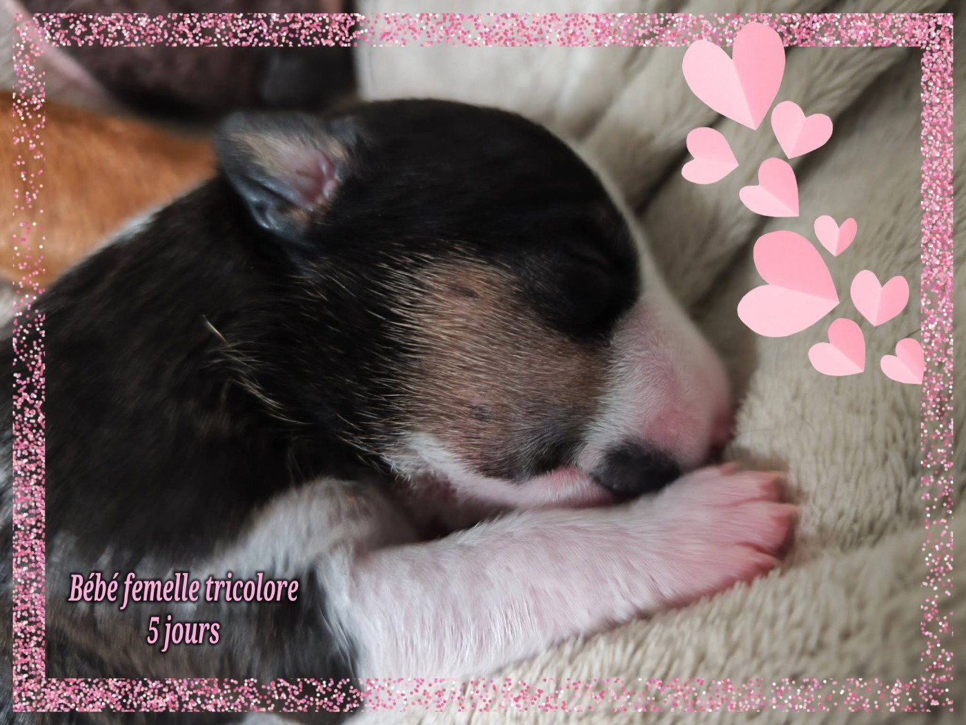 de la Lande des Géants Bleus - Chiots disponibles - Bull Terrier Miniature