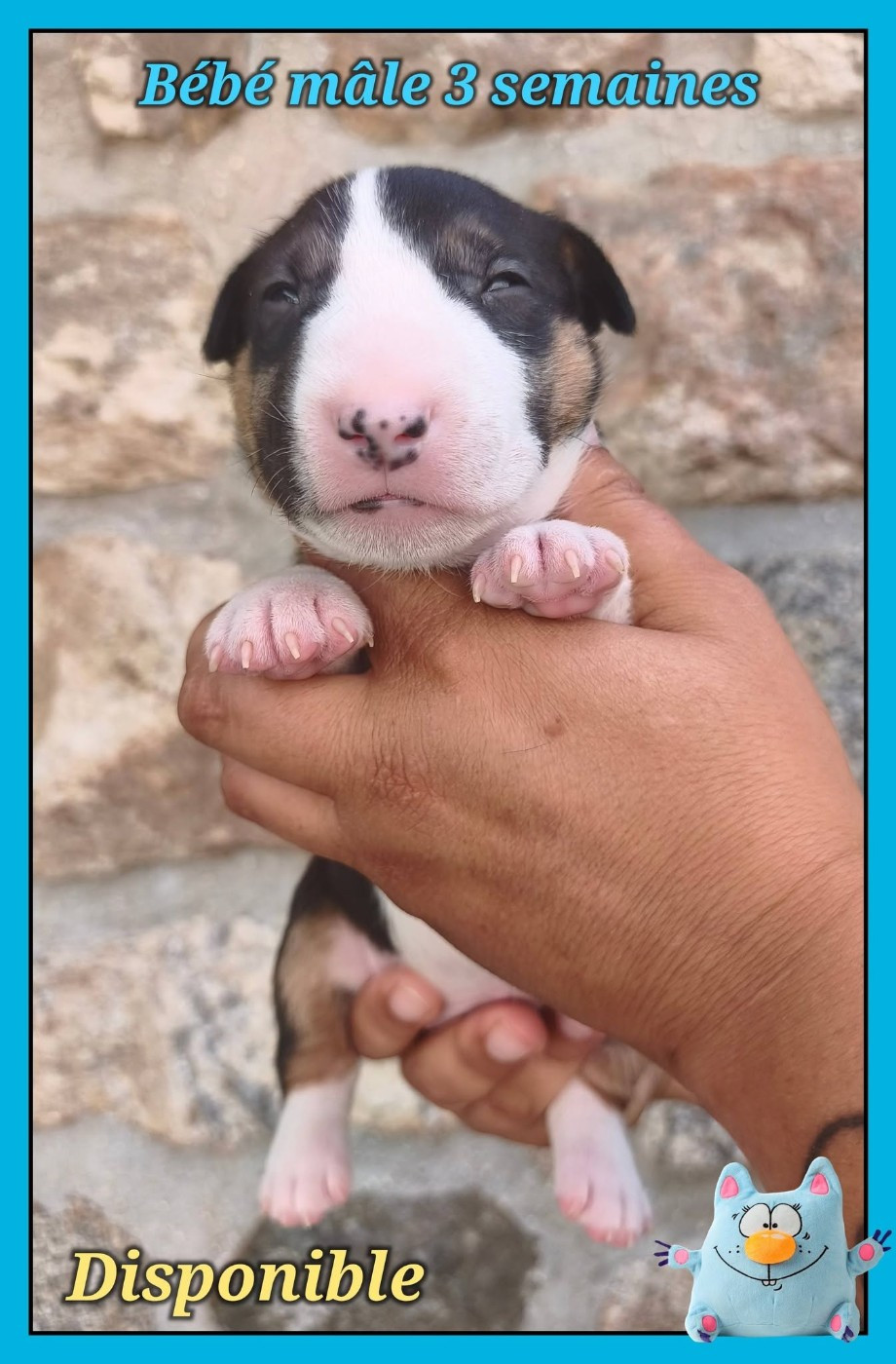 de la Lande des Géants Bleus - Chiots disponibles - Bull Terrier Miniature