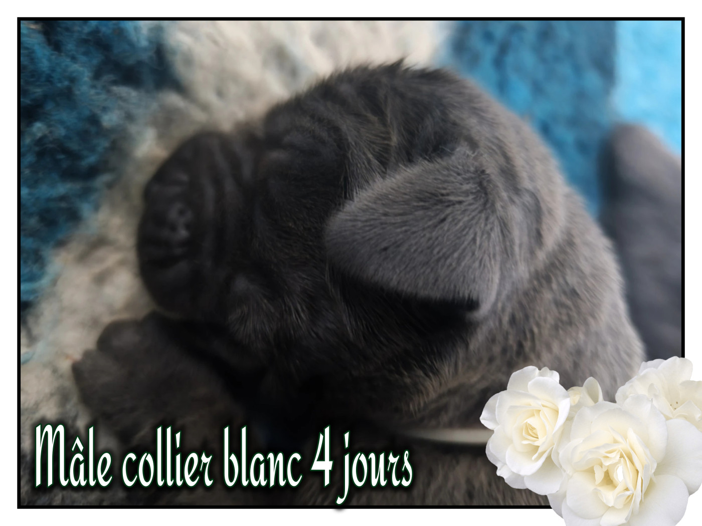 de la Lande des Géants Bleus - Chiots disponibles - Dogue allemand