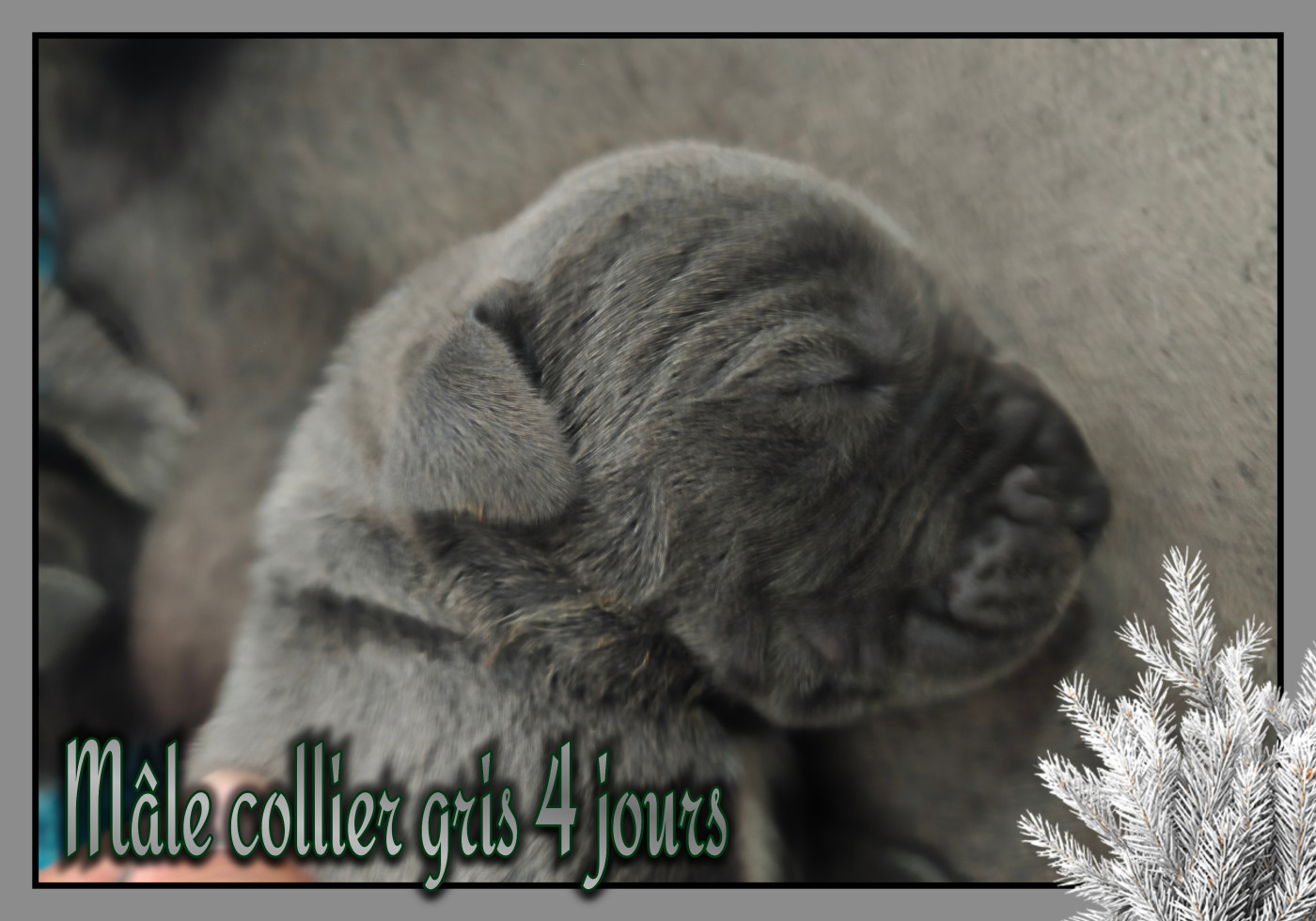 de la Lande des Géants Bleus - Chiots disponibles - Dogue allemand