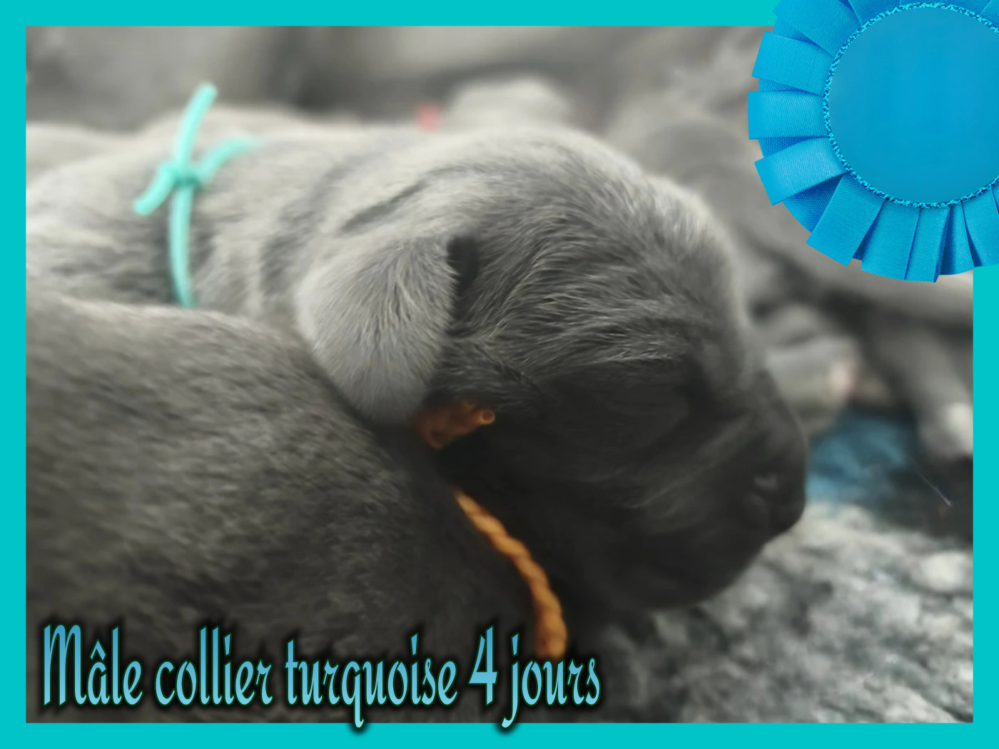 de la Lande des Géants Bleus - Chiots disponibles - Dogue allemand