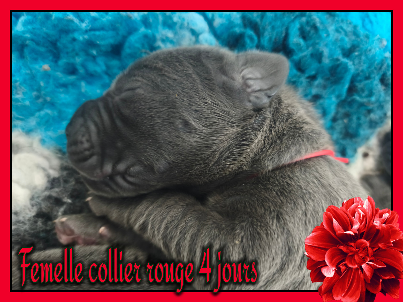 de la Lande des Géants Bleus - Chiots disponibles - Dogue allemand