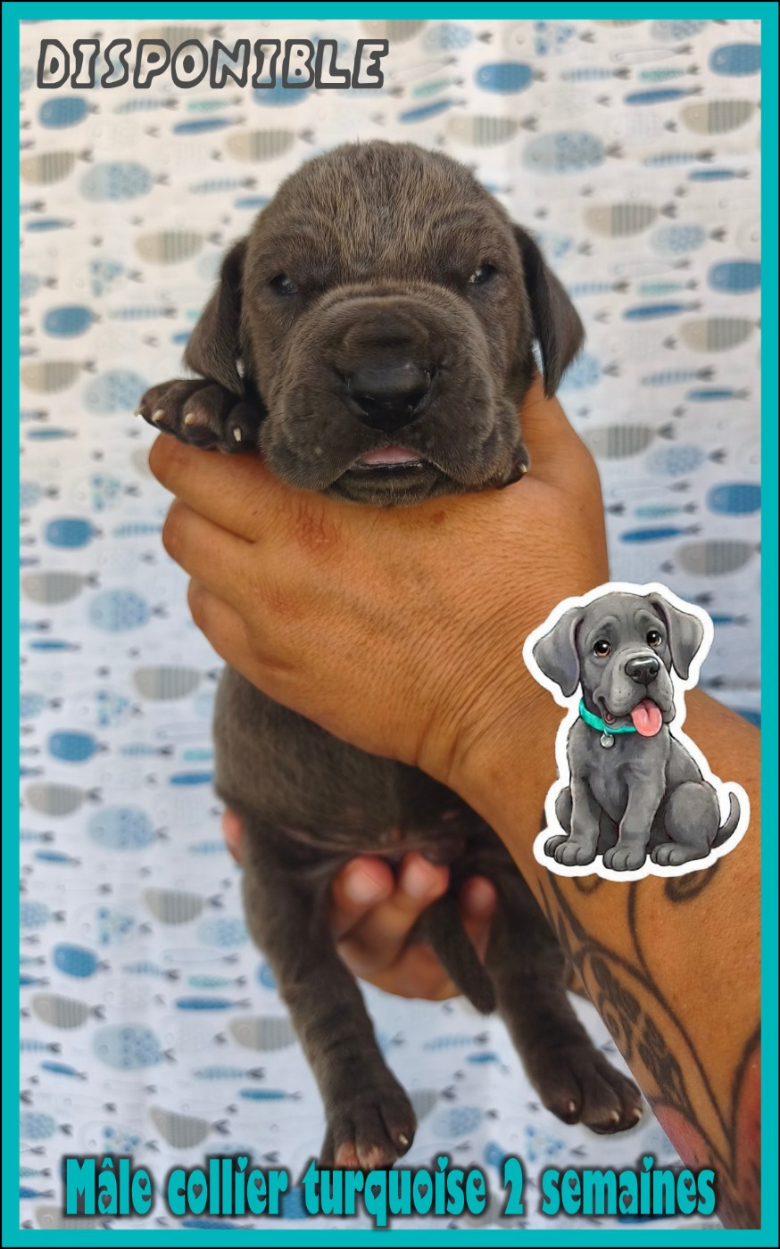 de la Lande des Géants Bleus - Chiots disponibles - Dogue allemand