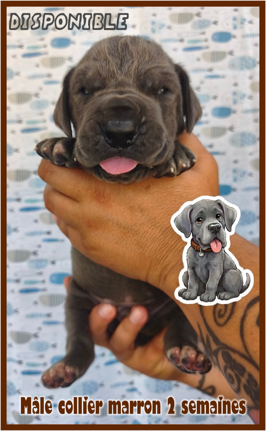 de la Lande des Géants Bleus - Chiots disponibles - Dogue allemand