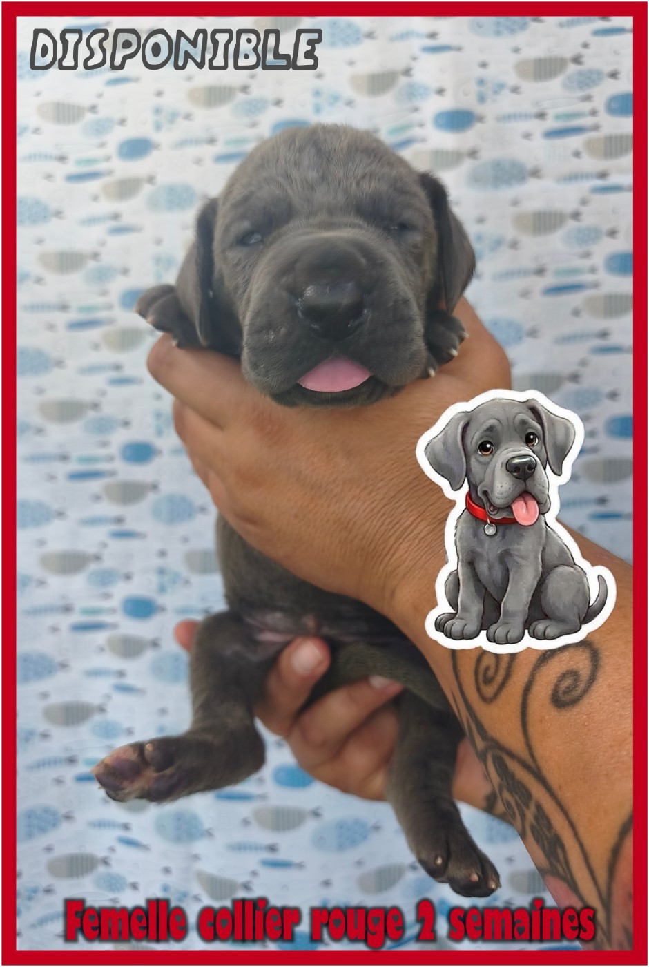 de la Lande des Géants Bleus - Chiots disponibles - Dogue allemand