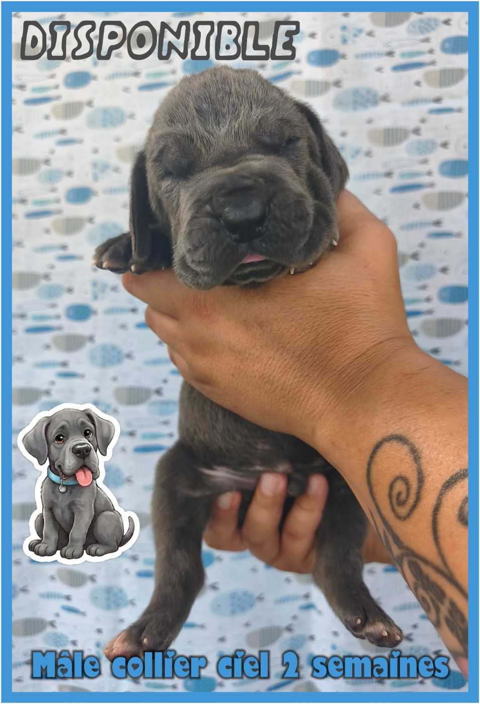 de la Lande des Géants Bleus - Chiots disponibles - Dogue allemand