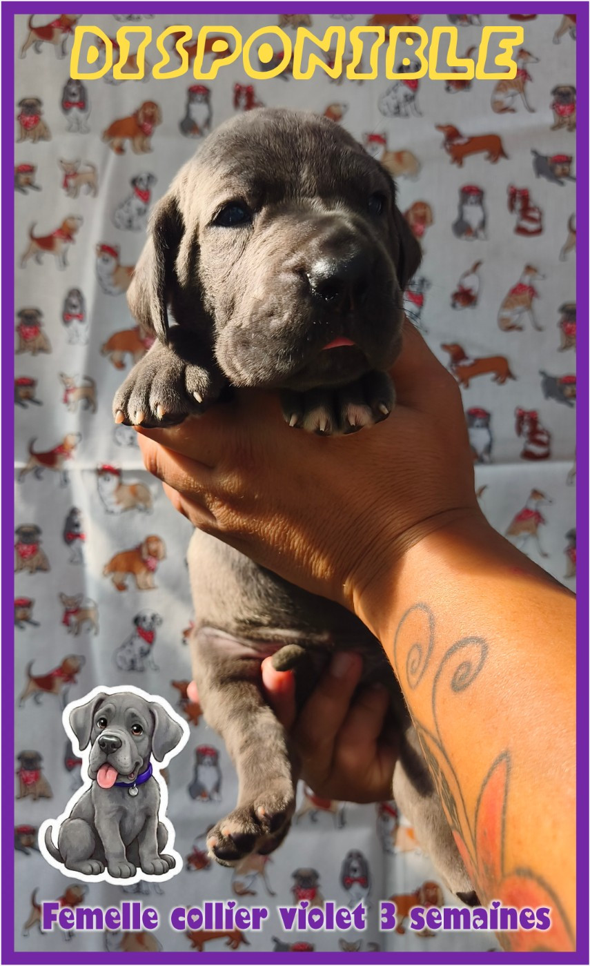 de la Lande des Géants Bleus - Chiots disponibles - Dogue allemand