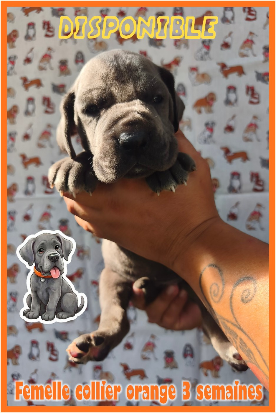 de la Lande des Géants Bleus - Chiots disponibles - Dogue allemand