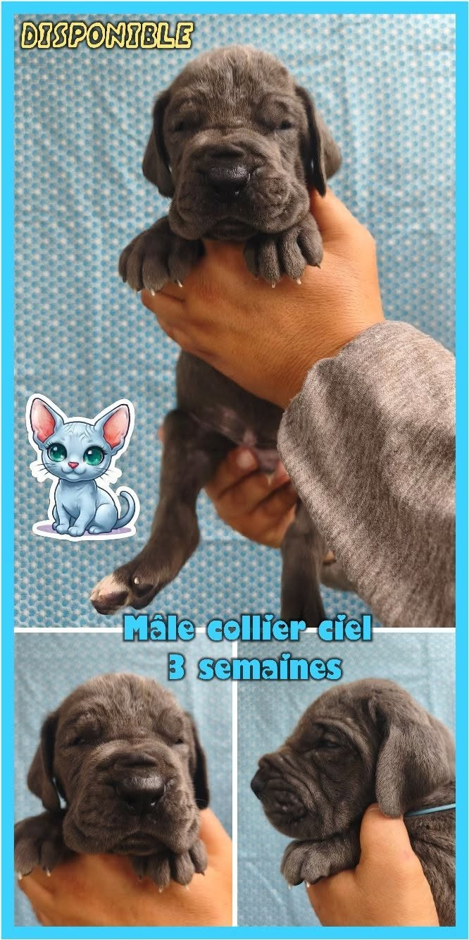 de la Lande des Géants Bleus - Chiots disponibles - Dogue allemand