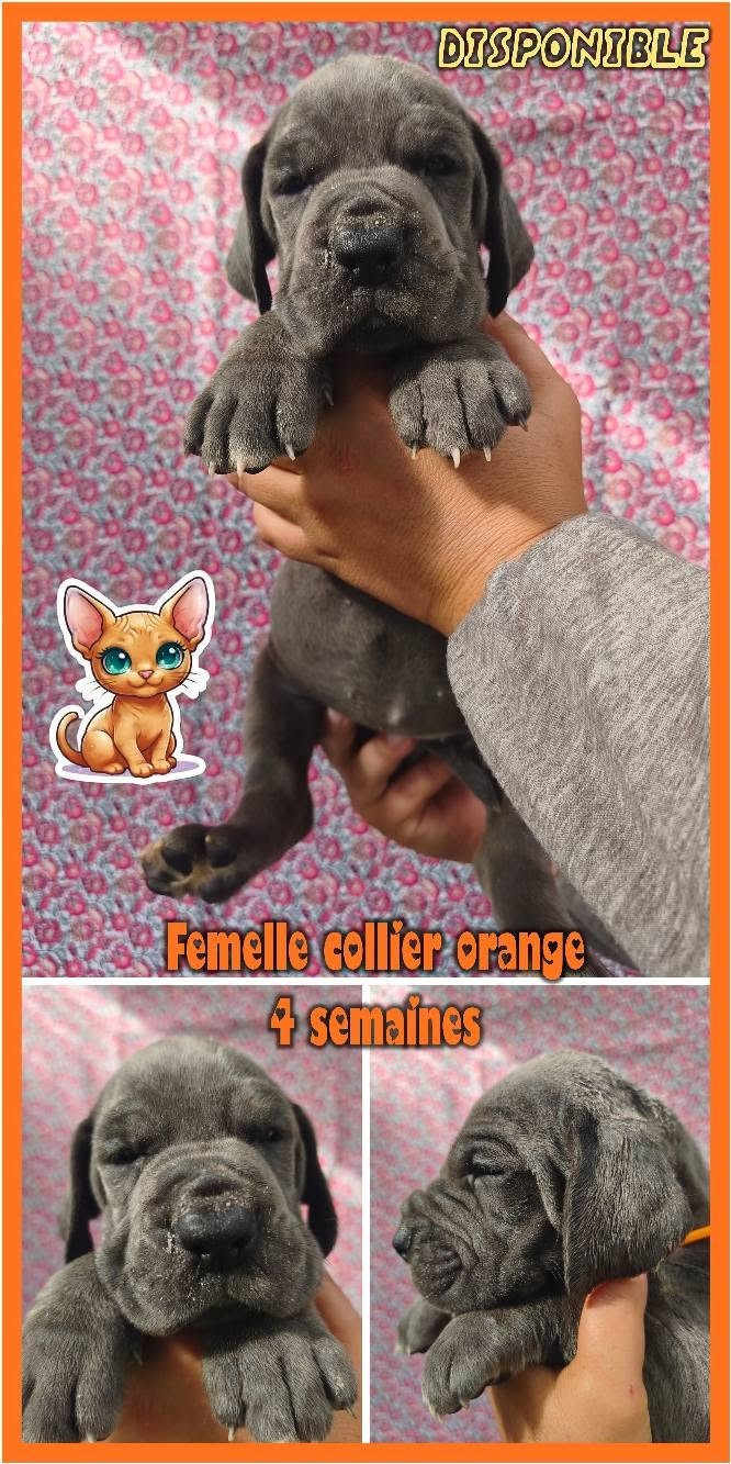 de la Lande des Géants Bleus - Chiots disponibles - Dogue allemand