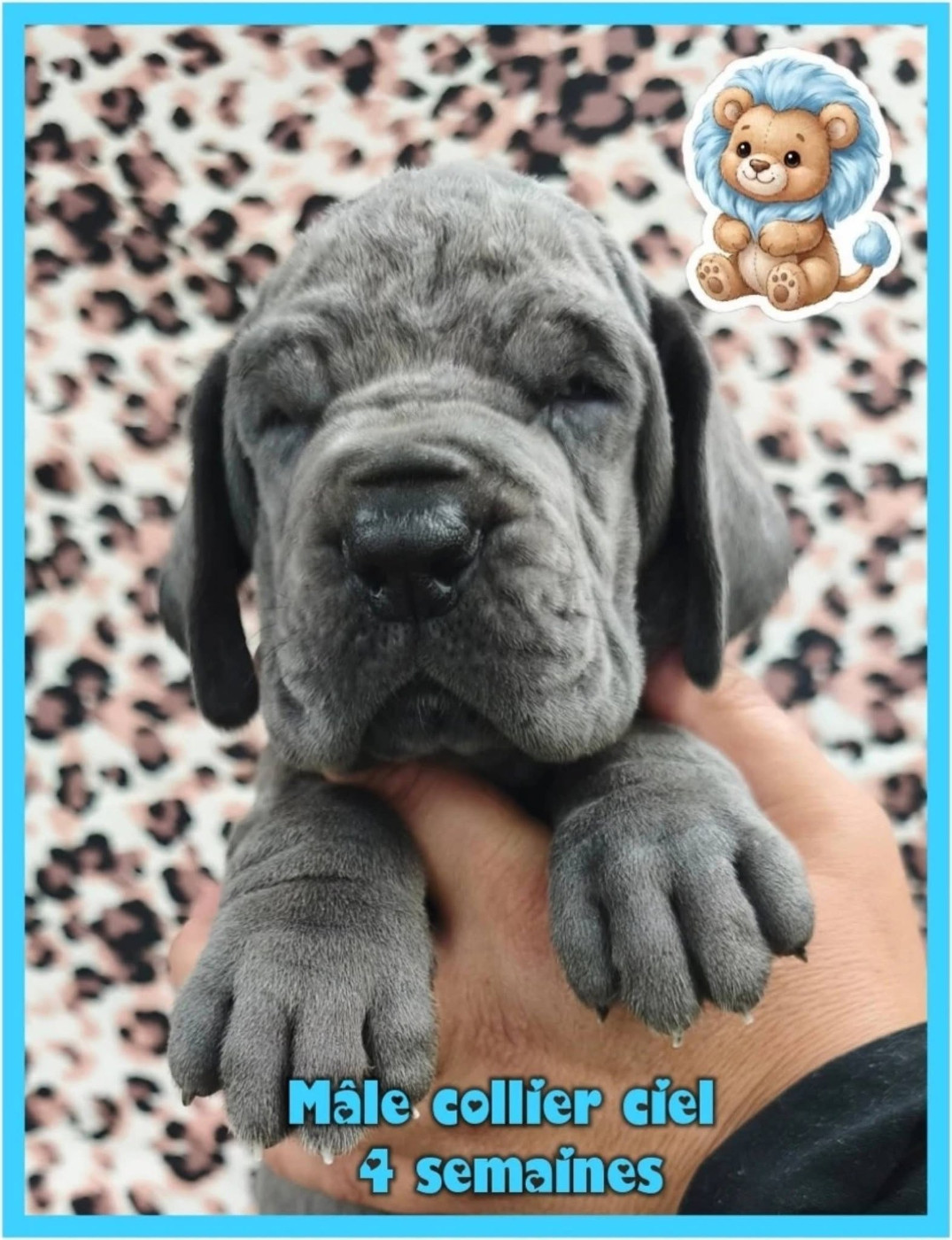 de la Lande des Géants Bleus - Chiots disponibles - Dogue allemand