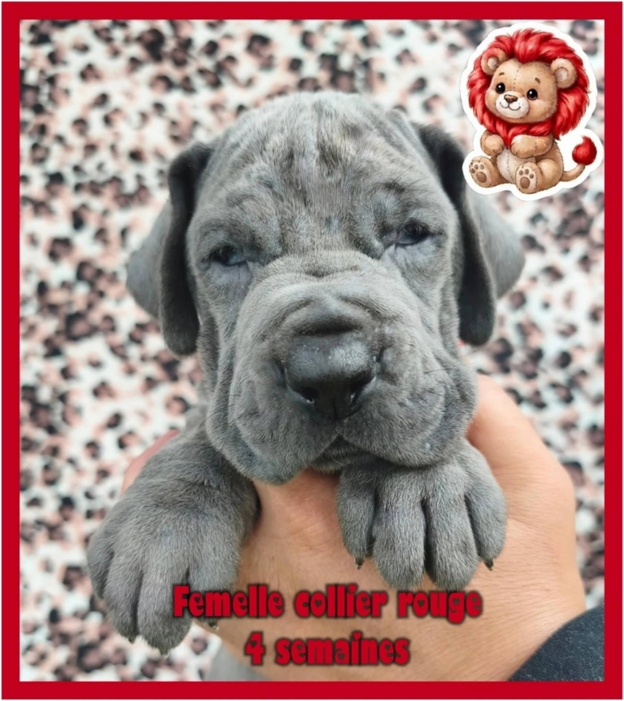 de la Lande des Géants Bleus - Chiots disponibles - Dogue allemand
