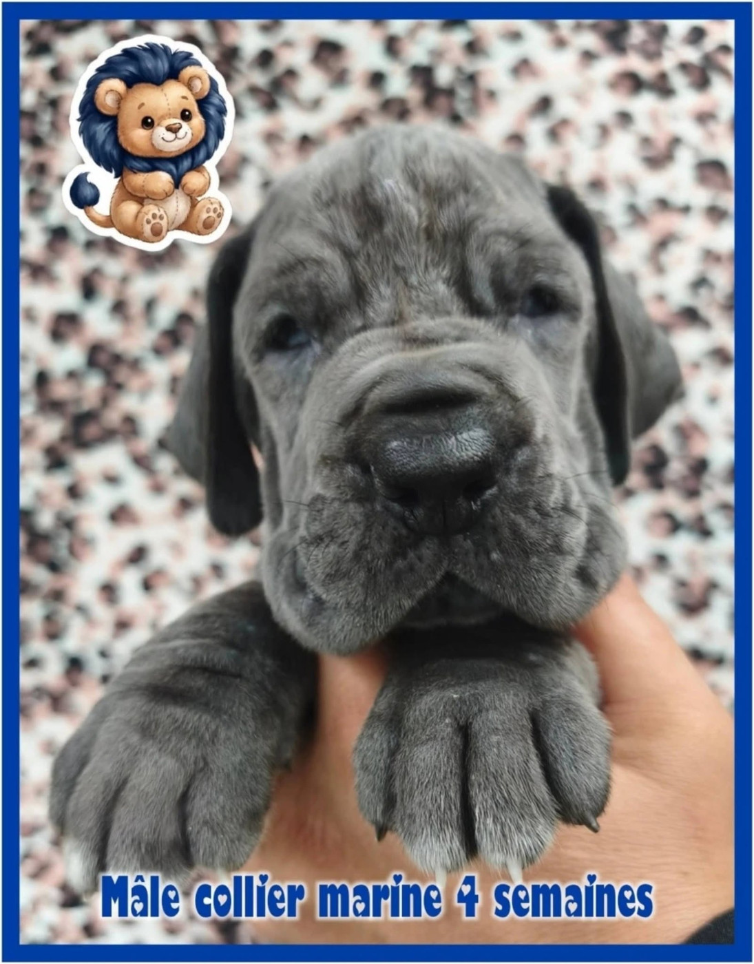 de la Lande des Géants Bleus - Chiots disponibles - Dogue allemand