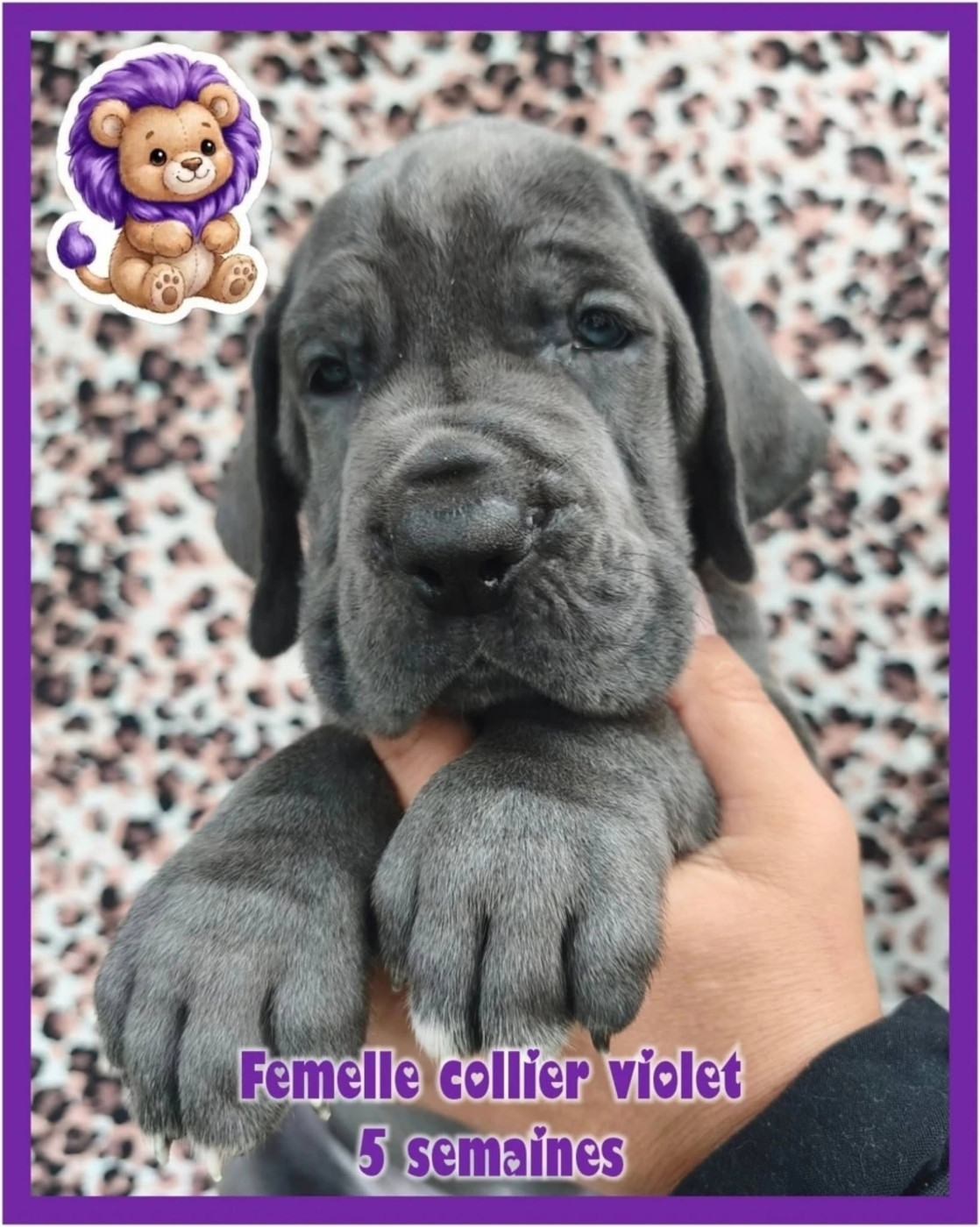 de la Lande des Géants Bleus - Chiots disponibles - Dogue allemand