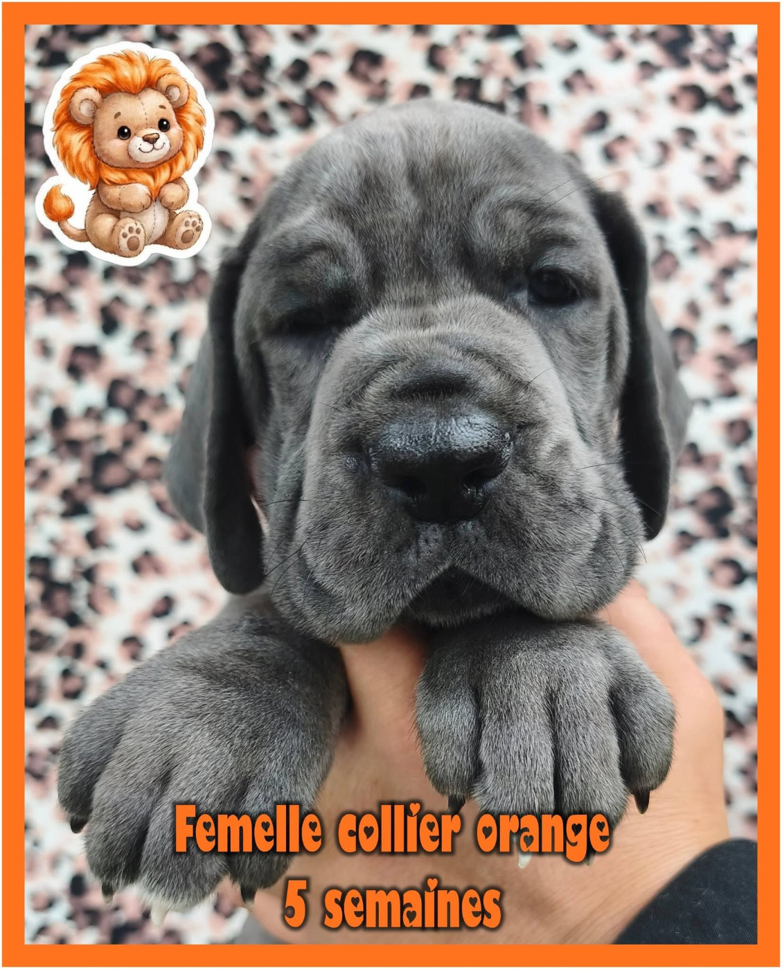 de la Lande des Géants Bleus - Chiots disponibles - Dogue allemand