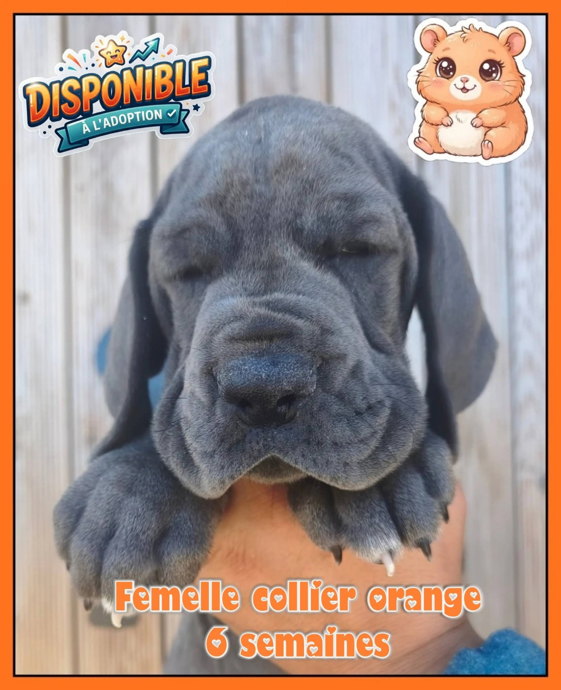 de la Lande des Géants Bleus - Chiots disponibles - Dogue allemand