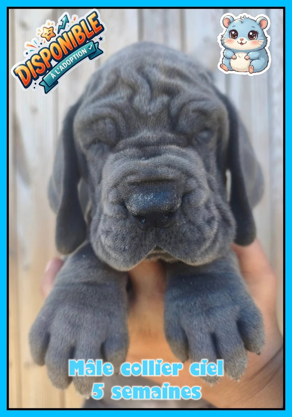 de la Lande des Géants Bleus - Chiots disponibles - Dogue allemand