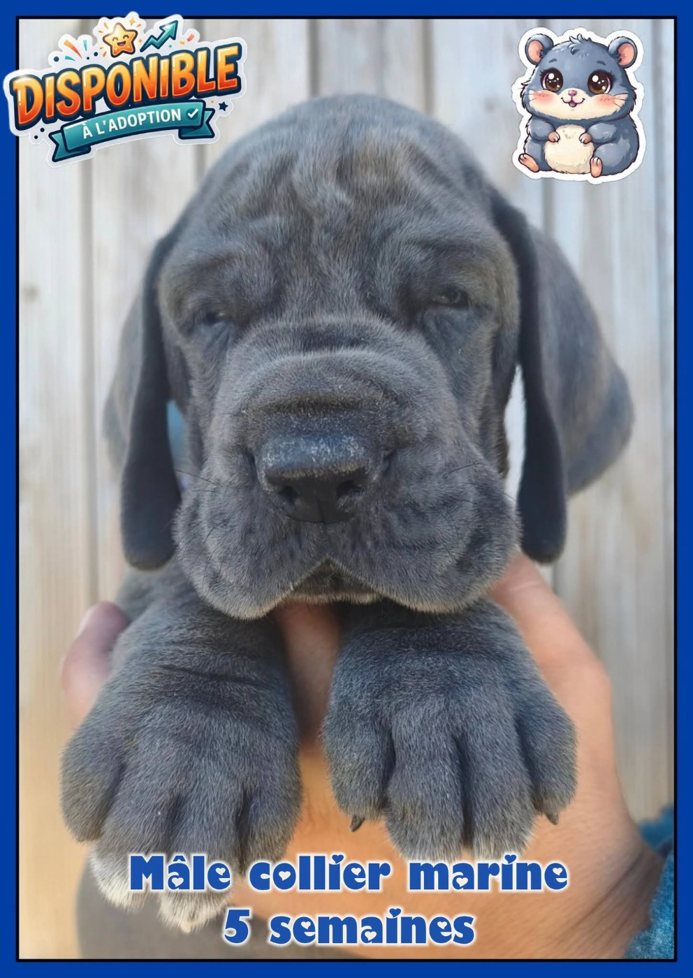 de la Lande des Géants Bleus - Chiots disponibles - Dogue allemand