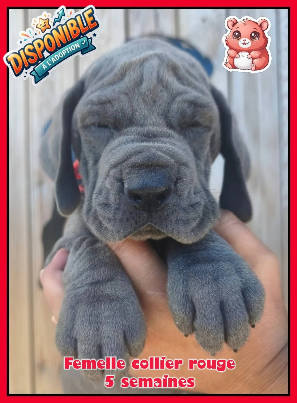 de la Lande des Géants Bleus - Chiots disponibles - Dogue allemand