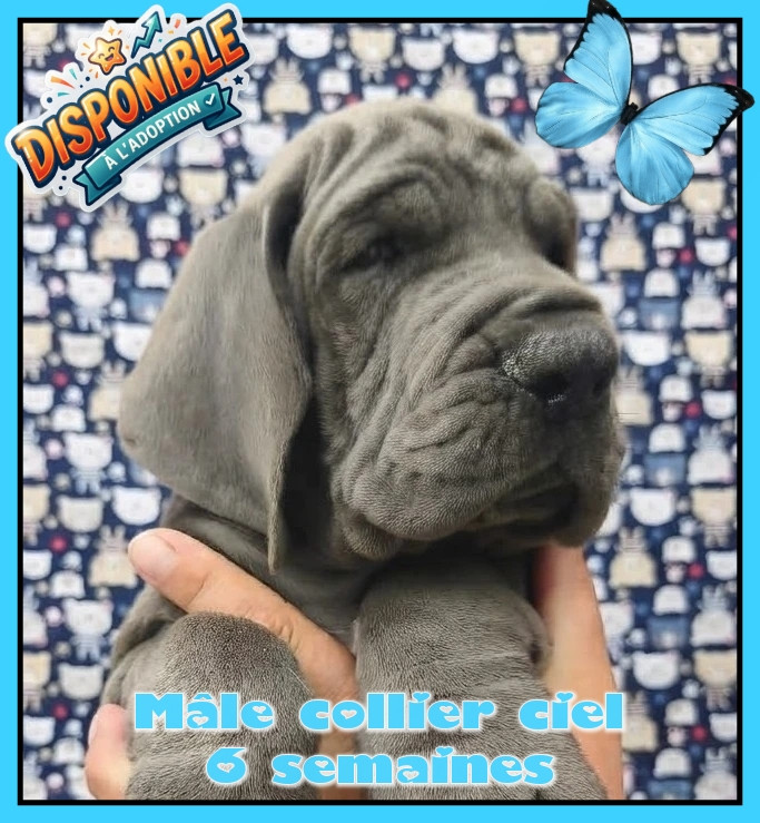 de la Lande des Géants Bleus - Chiots disponibles - Dogue allemand