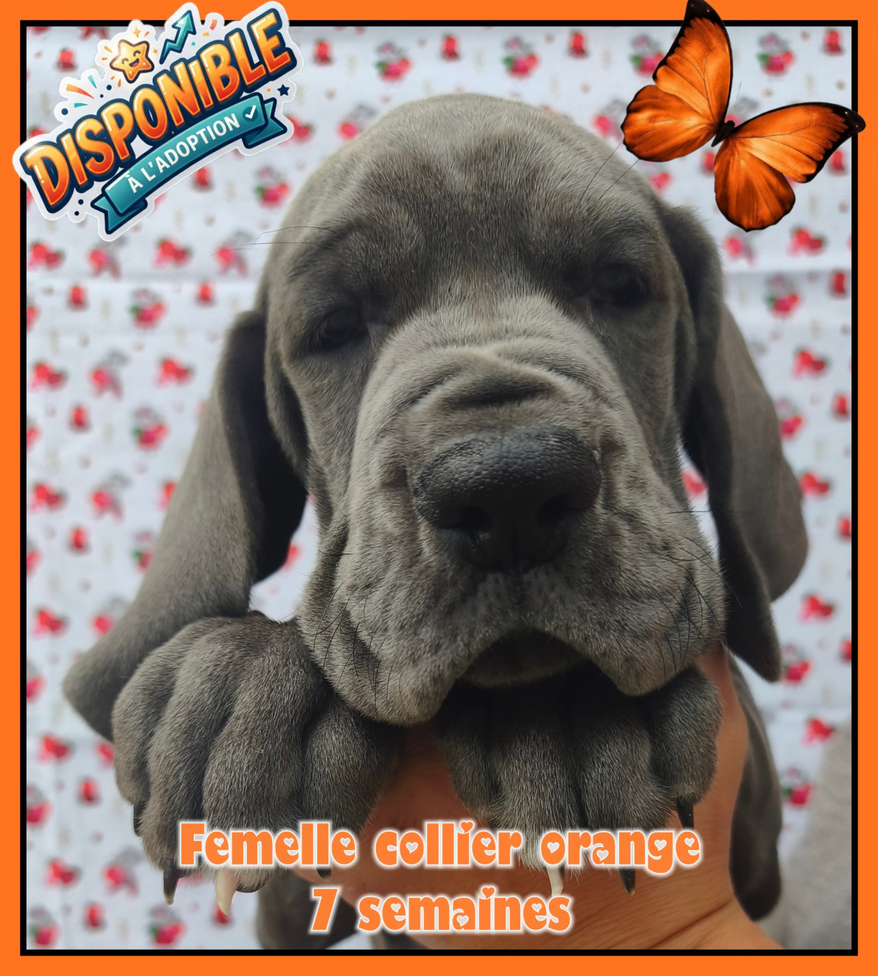 de la Lande des Géants Bleus - Chiots disponibles - Dogue allemand