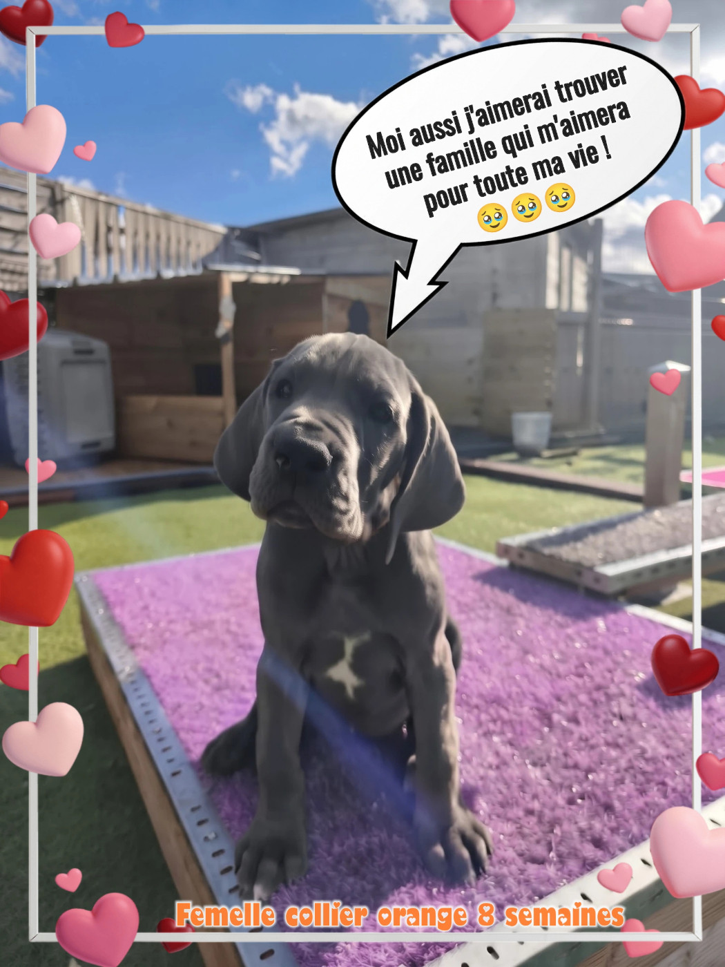 de la Lande des Géants Bleus - Chiots disponibles - Dogue allemand