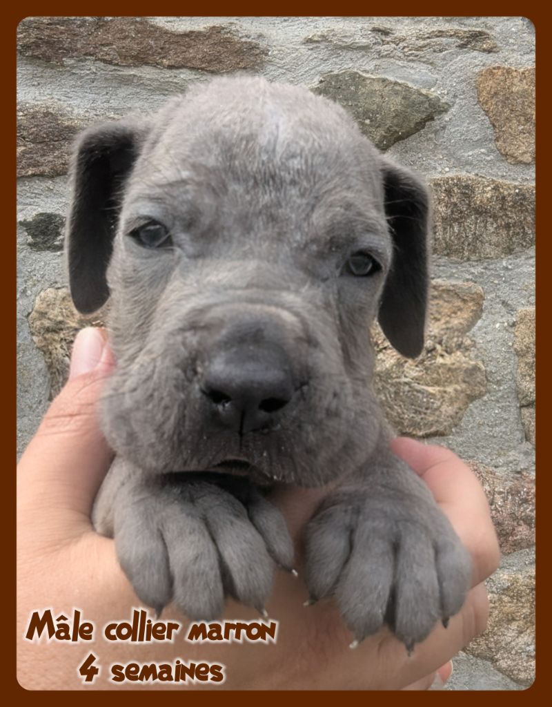 de la Lande des Géants Bleus - Chiots disponibles - Dogue allemand