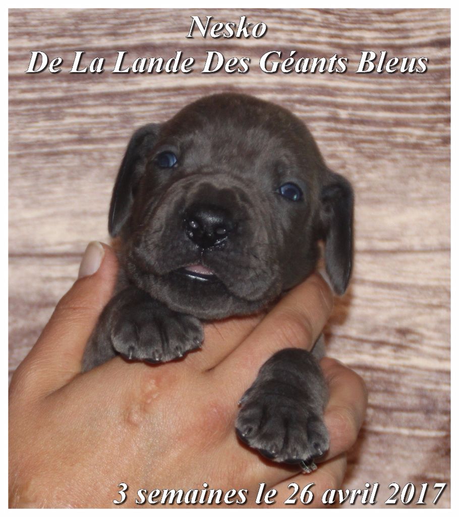 de la Lande des Géants Bleus - Dogue allemand - Portée née le 05/04/2017