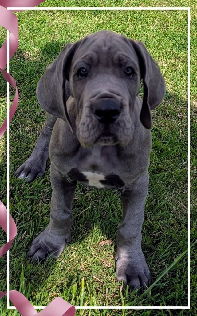 de la Lande des Géants Bleus - Chiots disponibles - Dogue allemand