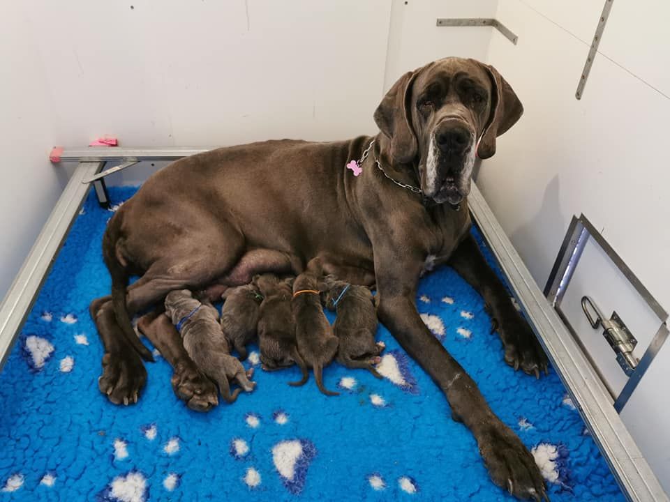 Chiot Dogue allemand de la Lande des Géants Bleus