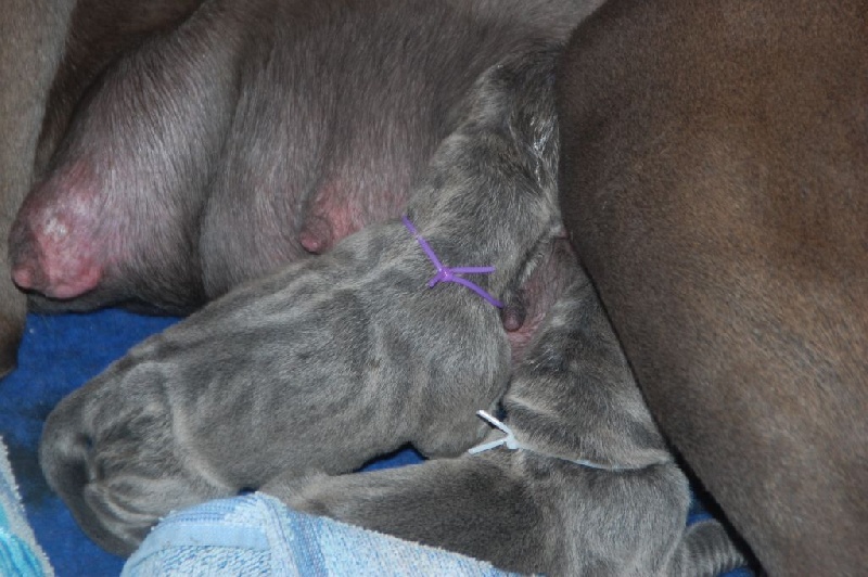 Chiot Dogue allemand de la Lande des Géants Bleus