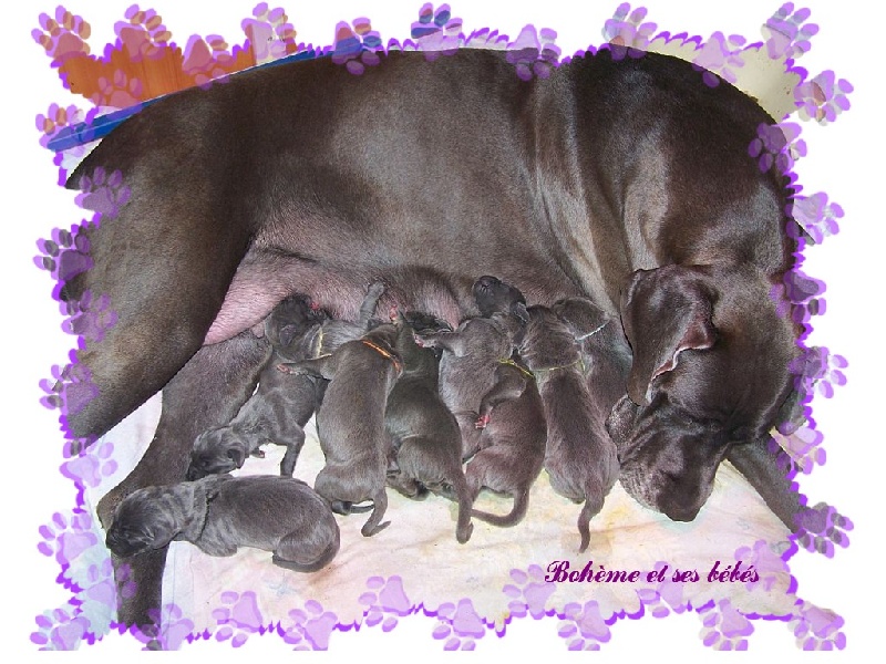 Chiot Dogue allemand de la Lande des Géants Bleus