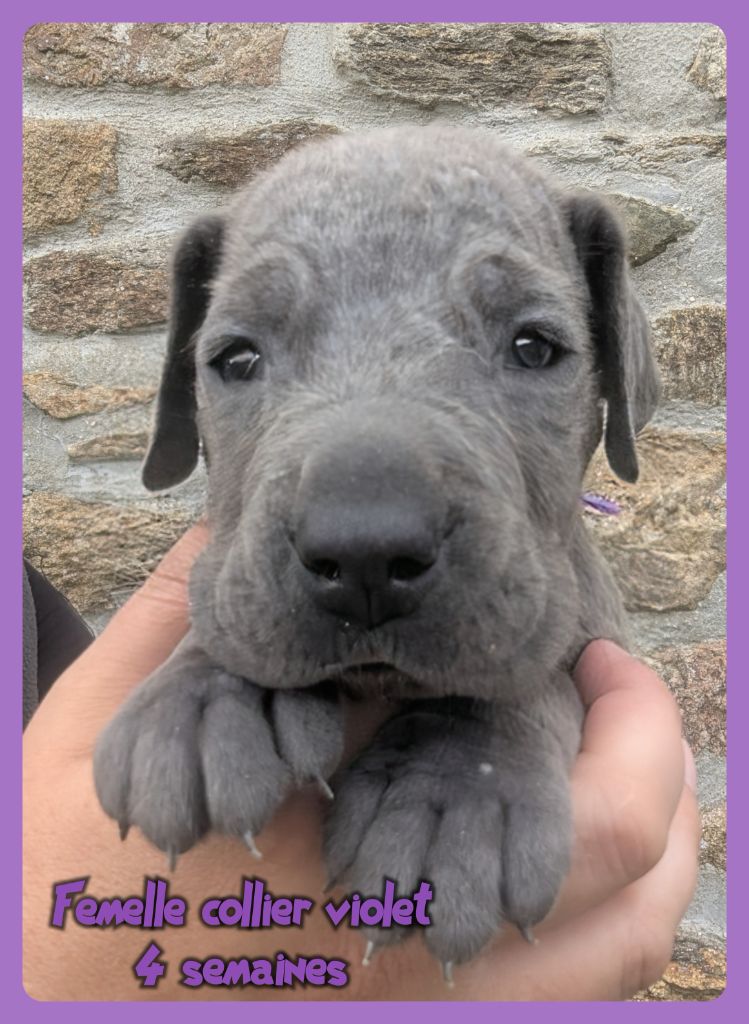 de la Lande des Géants Bleus - Chiots disponibles - Dogue allemand