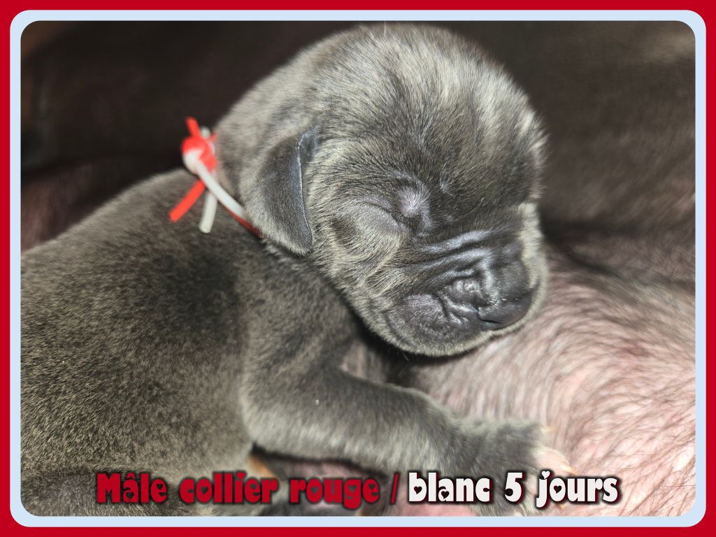 de la Lande des Géants Bleus - Chiots disponibles - Dogue allemand