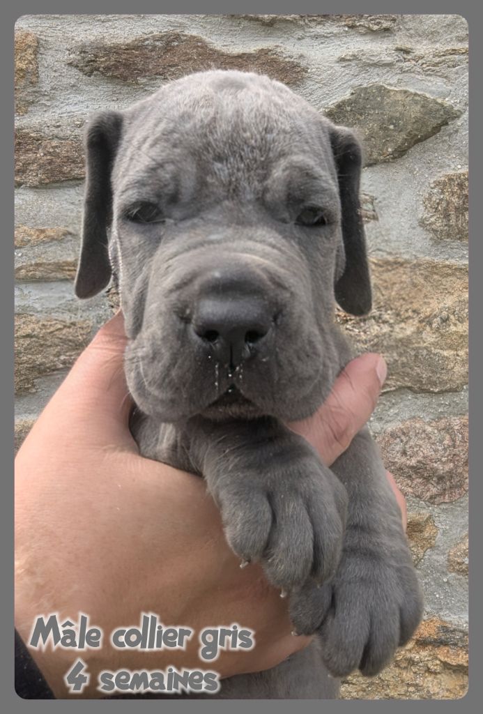 de la Lande des Géants Bleus - Chiots disponibles - Dogue allemand
