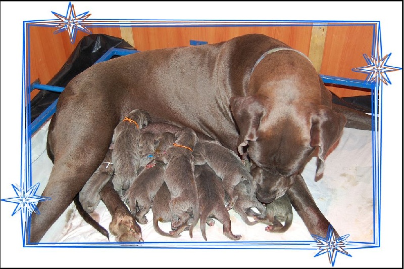 Chiot Dogue allemand de la Lande des Géants Bleus