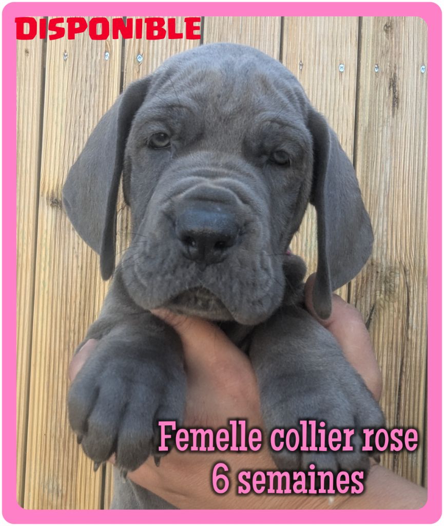de la Lande des Géants Bleus - Chiots disponibles - Dogue allemand