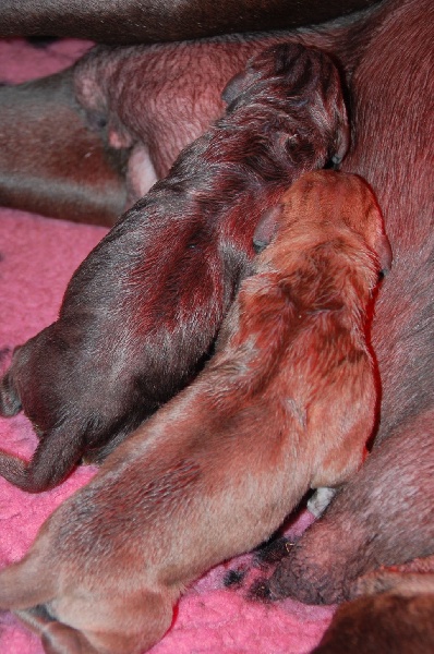 Chiot Dogue allemand de la Lande des Géants Bleus