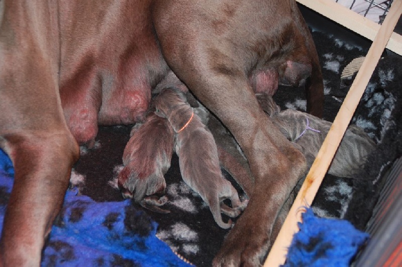 Chiot Dogue allemand de la Lande des Géants Bleus